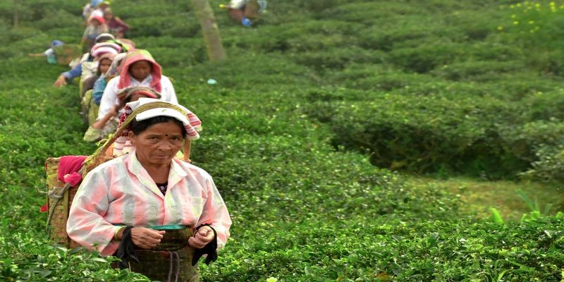 Tea Garden Workers