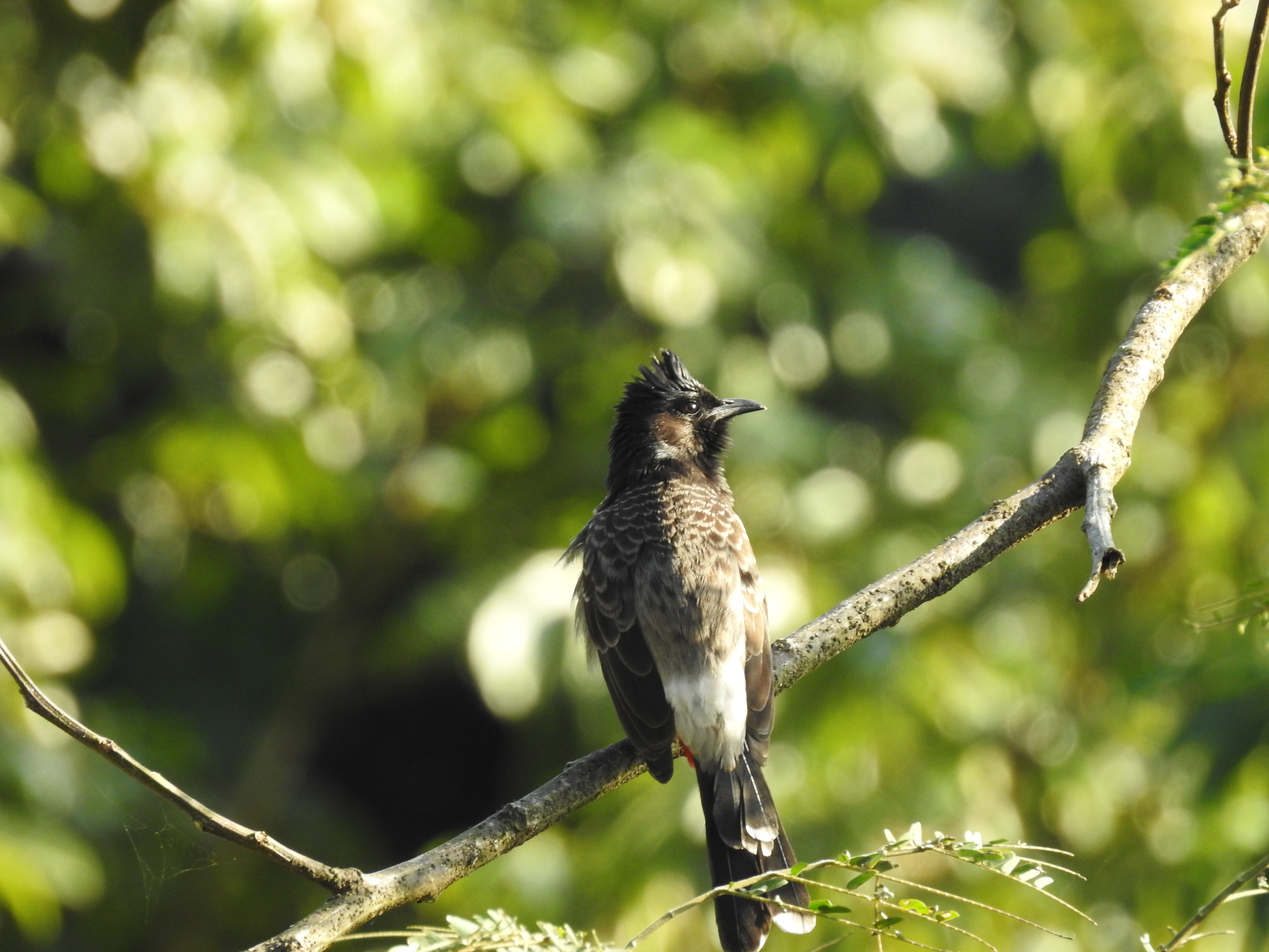 Red-vented Bulbul in Chisang