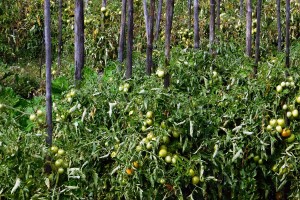 Tomato fields in Mangwa Aditya Pradhan 15 Jul, 2019