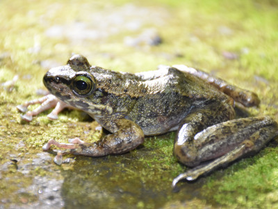 Amolops marmoratus sighted during Natures camp 2019 at hee gyathang Roshan Tamang 30 Sep, 2020
