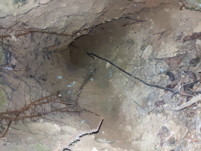 Inside of a Pangolin burrow Thangsuanlian Naulak 11 Dec, 2020