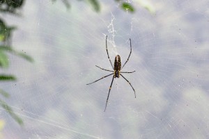 Spider in Dabling Aditya Pradhan 16 Jul, 2019