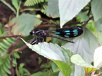 Aristocypha cuneata Sailendra Dewan 01 Oct, 2020