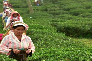 Tea Garden Workers Sailendra Dewan 15 Jul, 2019