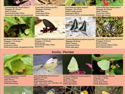 Butterflies found in the socio-ecological production landscapes of Sikkim-Darjeeling Himalaya Vikram Pradhan 01 Oct, 2020