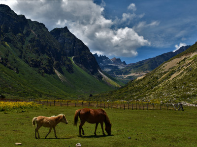 Chopta valley (Thangu) Roshan Tamang 01 Oct, 2020