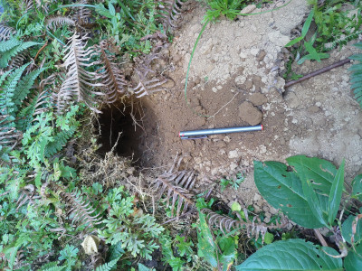 Pangolin burrow as seen from the surface Thangsuanlian Naulak 11 Dec, 2020