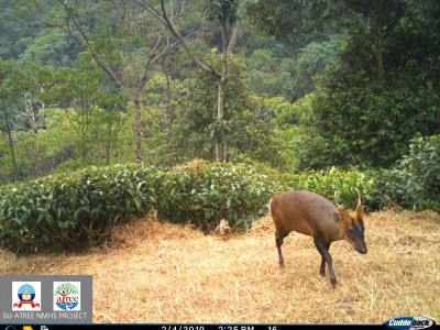 Northern Red Muntjac Thangsuanlian Naulak 01 Oct, 2020