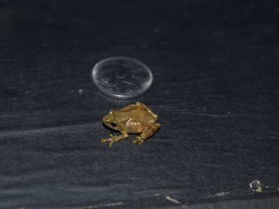 Raorchestes annandalii Sailendra Dewan 01 Oct, 2020