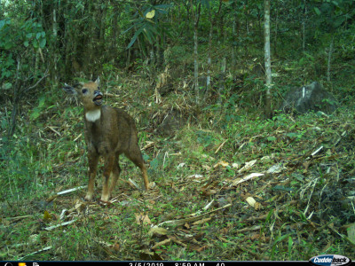 Himalayan Goral in a Tea Estate Thangsuanlian Naulak 01 Oct, 2020