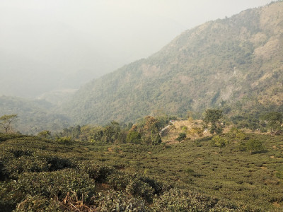 Landscape view of Makaibari T.E. Aditya Pradhan 30 Oct, 2020