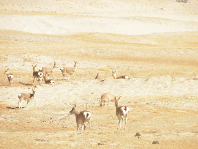 The Goa (Procapra picticaudata) Sailendra Dewan 01 Oct, 2020