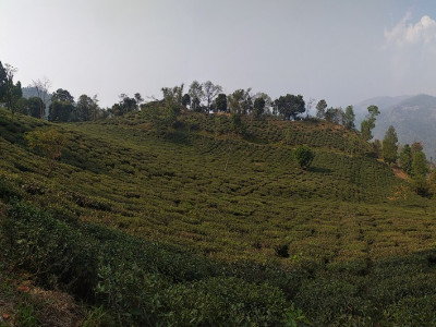 Tea plantation in Makaibari T.E. Aditya Pradhan 30 Oct, 2020
