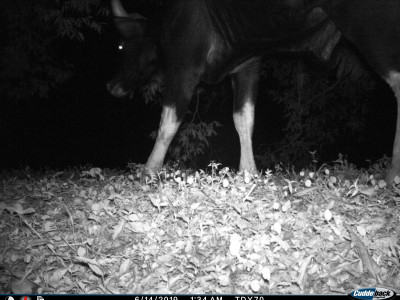 Guess whose fine legs are these!! It's the Indian Gaur Thangsuanlian Naulak 01 Oct, 2020