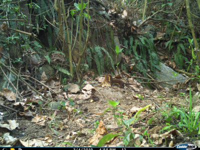 Yellow bellied Weasel Thangsuanlian Naulak 01 Oct, 2020