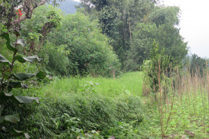 Diverse agriculture field at Gnon, Sangdong, Dzongu Vikram Pradhan 04 Jul, 2018