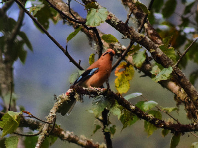 Eurasian Jay Bishal Thakuri 01 Oct, 2020