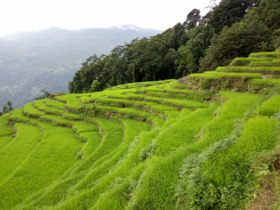 Terrace Rice Cultivation System in Lingmoo, Sikkim Thangsuanlian Naulak 01 Oct, 2020