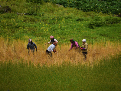 Locals of bichu (Lachung) working in paddy fields Roshan Tamang 01 Oct, 2020