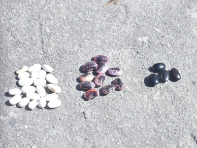 Bean varities grown in Agro-Pastoral System Sailendra Dewan 01 Oct, 2020