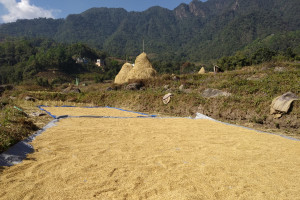 Sun drying of paddy after harvest Vikram Pradhan 22 Sep, 2018