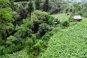 Squash fields in Jhepi Aditya Pradhan 16 Jul, 2019