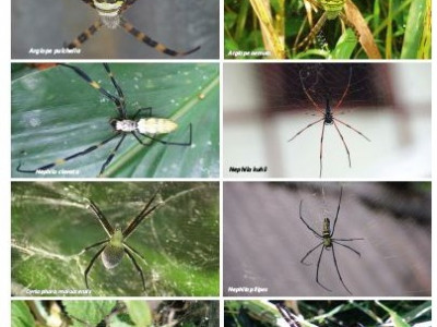 Spiders found in the socio-ecological production landscapes of Sikkim-Darjeeling Himalaya Vikram Pradhan 01 Oct, 2020