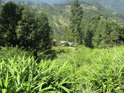 Broom grass-based Agroforestry System Aditya Pradhan 30 Oct, 2020