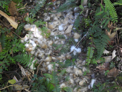 Remains of an Indian Hare after predation by a carnivore in a squash dominated agroecosystem (Photo: Mingma Tamang) Thangsuanlian Naulak 11 Dec, 2020