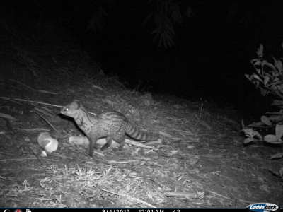 Small Indian Civet Thangsuanlian Naulak 01 Oct, 2020