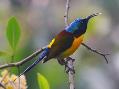 Green-tailed Sunbird Bishal Thakuri 01 Oct, 2020