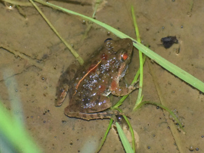 Fejervarya limnocharis (Boie's wart frog, rice field frog, Asian grass frog) Roshan Tamang 01 Oct, 2020