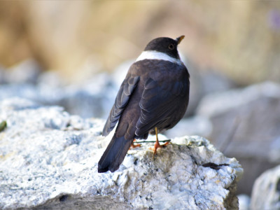 White-collared Blackbird Bishal Thakuri 01 Oct, 2020
