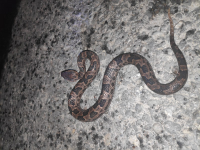 Ovophis monticola (Mountain pit viper) Roshan Tamang 01 Oct, 2020