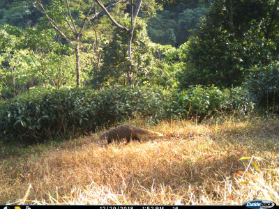 Oh.. Crab!! Yummy!!! (Crab-eating mongoose) Thangsuanlian Naulak 01 Oct, 2020