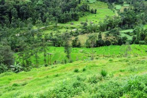 Kainjalay Paddyfields Aditya Pradhan 15 Jul, 2019