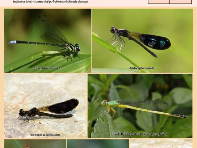 Damselflies of Socio-ecological production landscapes of Sikkim and Darjeeling Himalaya Vikram Pradhan 01 Oct, 2020