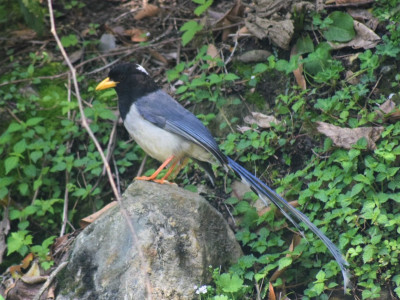 Yellow-billed Blue Magpie Bishal Thakuri 01 Oct, 2020