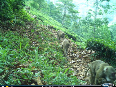 A troop of Assam macaques in a Tea Estate Thangsuanlian Naulak 01 Oct, 2020