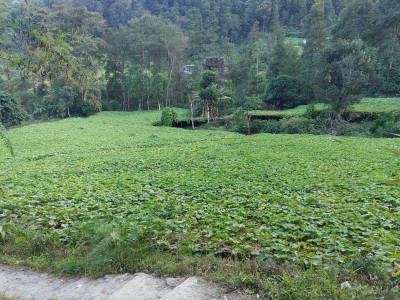 Squash cultivation Thangsuanlian Naulak 11 Dec, 2020