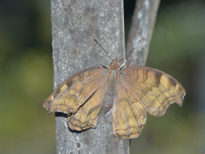 Freshly emerged Chocolate Pansy (Junonia iphita) Sailendra Dewan 01 Oct, 2020