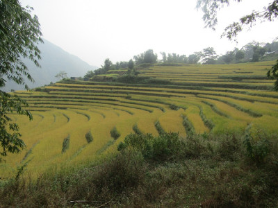 Terrace rice cultivation in Keram Tar Aditya Pradhan 30 Oct, 2020