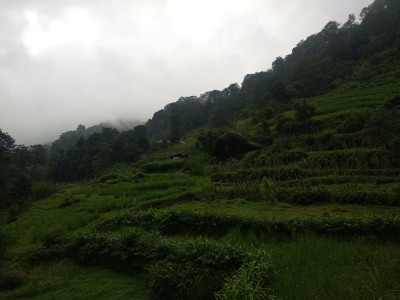 Agroecosystem at Timburey, Sirikhola Aditya Pradhan 30 Sep, 2020