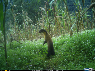 Yellow throated Marten in Maize cultivation area Thangsuanlian Naulak 11 Dec, 2020