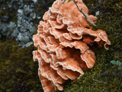 Edible mushroom grown on an Oak tree Sailendra Dewan 01 Oct, 2020
