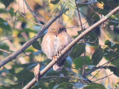 Asian-barred Owlet (CITES Appendix-II species) Bishal Thakuri 01 Oct, 2020