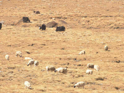 Flock of sheep Sailendra Dewan 01 Oct, 2020