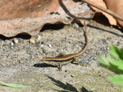 Sphenomorphus indicus (Indian forest skink) Roshan Tamang 01 Oct, 2020