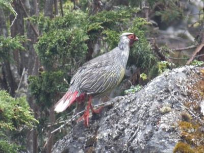 Blood Pheasant (CITES Appendix-II Species) Bishal Thakuri 01 Oct, 2020