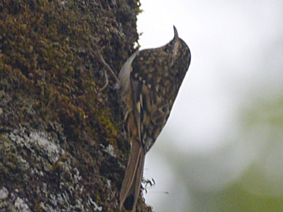 Sikkim Treecreeper (Endemic to Eastern Himalaya) Bishal Thakuri 01 Oct, 2020